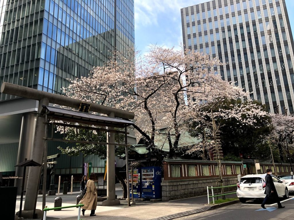 虎ノ門　金刀比羅宮　桜