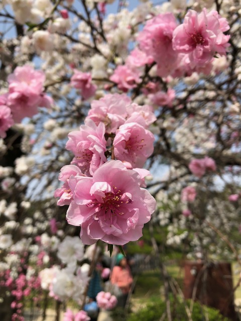 桃の花