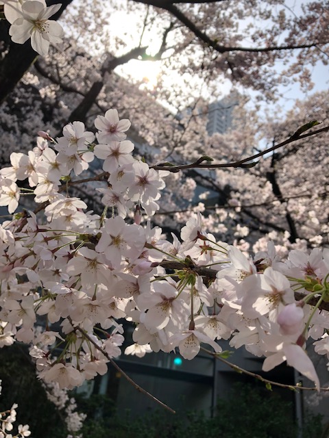 桜