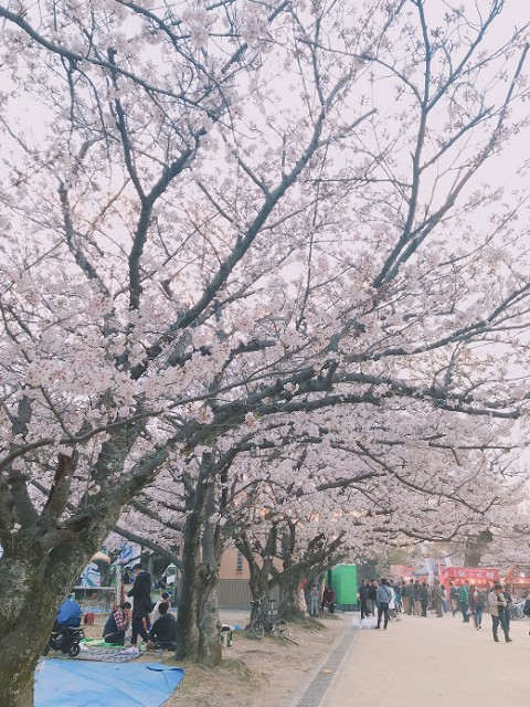 舞鶴公園　大濠公園　桜