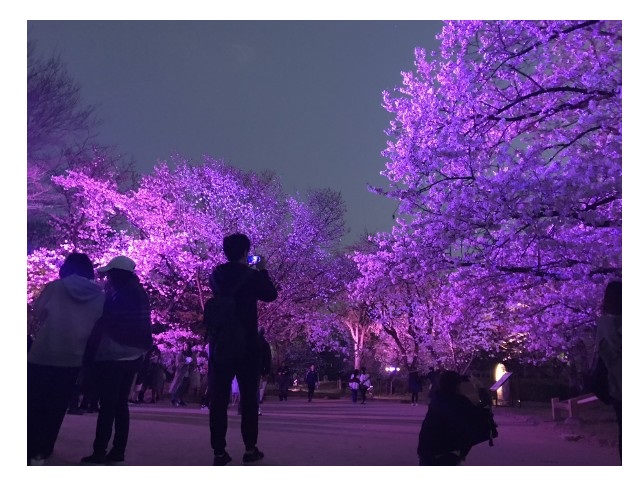 舞鶴公園　大濠公園　桜