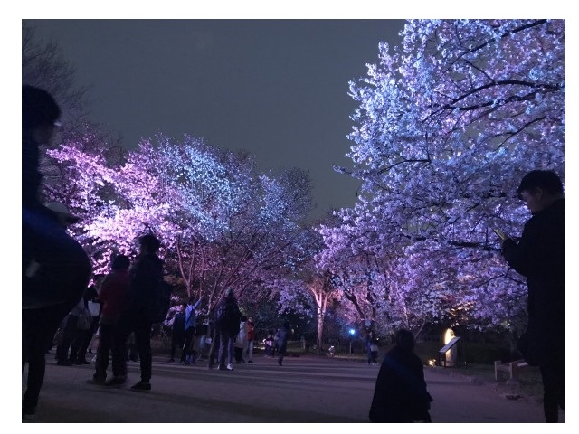 舞鶴公園　大濠公園　桜