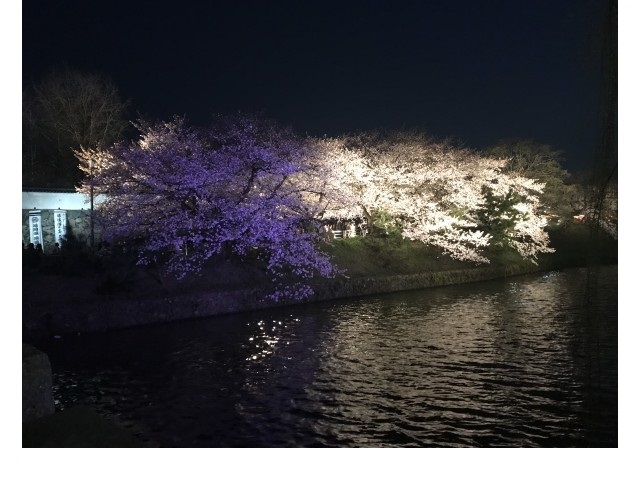 舞鶴公園　大濠公園　桜