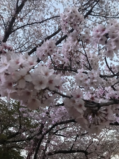 舞鶴公園　大濠公園　桜
