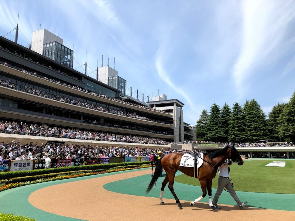 東京競馬場　パドック