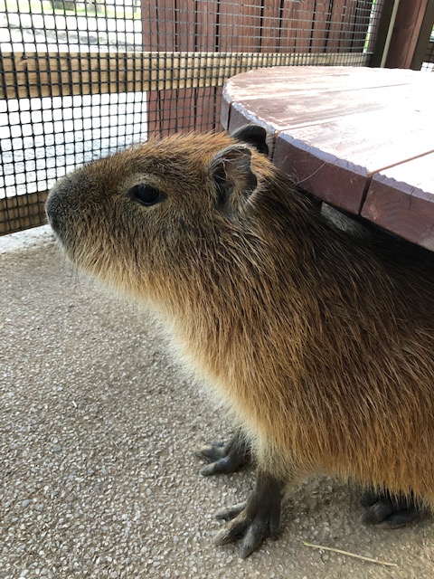 カピバラ