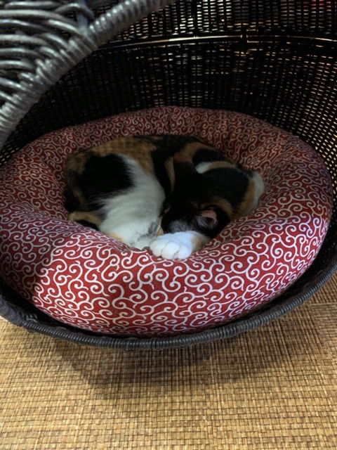 布団猫