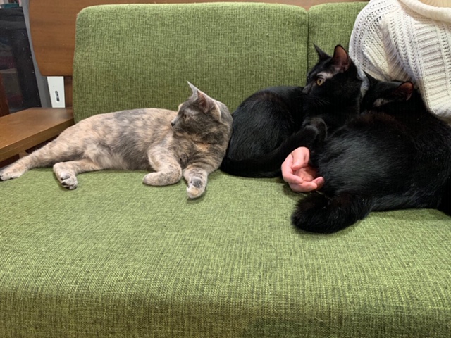 腕猫