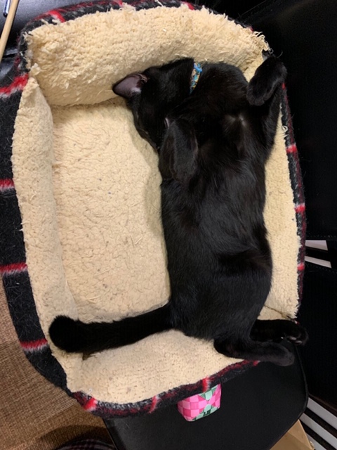 黒猫仰向け