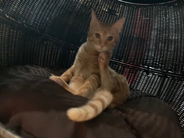 座り猫