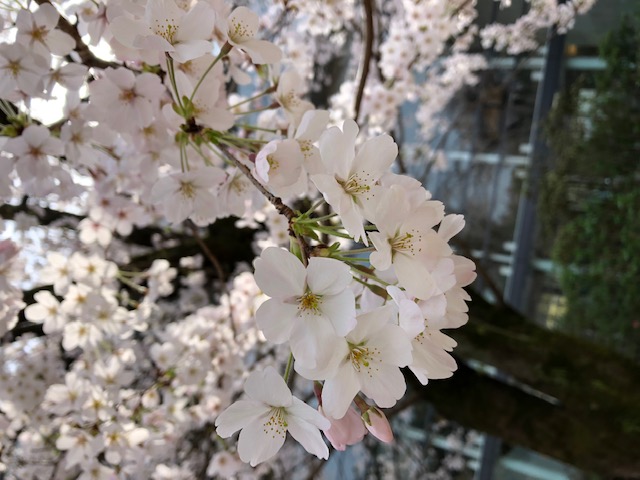 縮景園桜