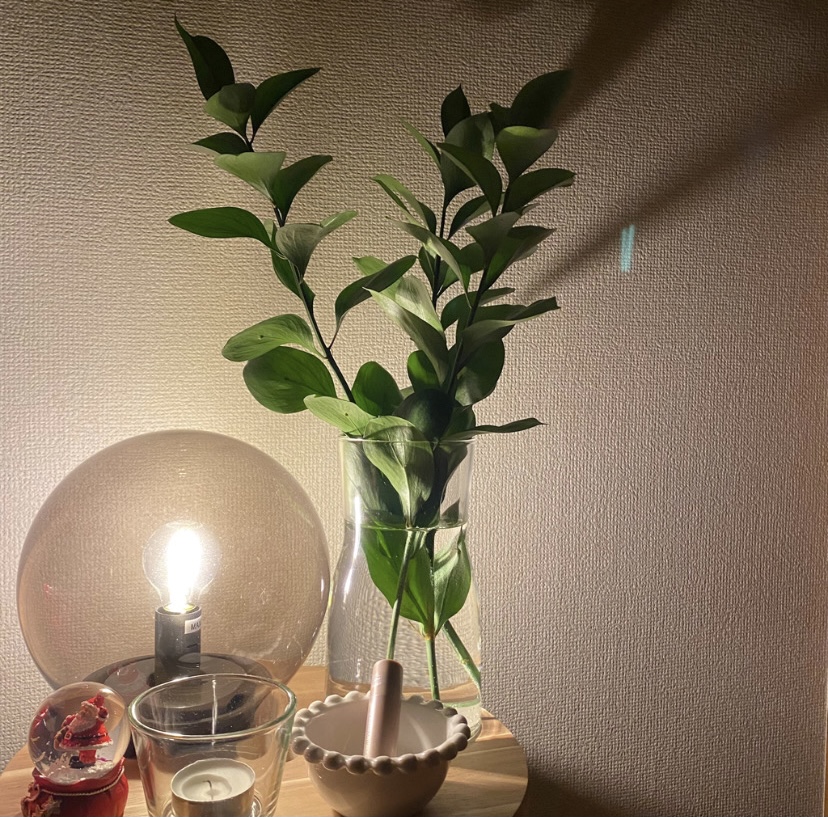 観葉植物