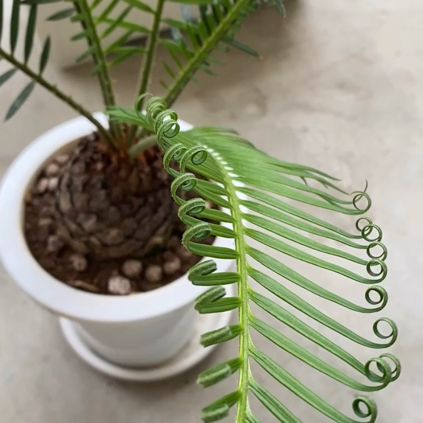 観葉植物